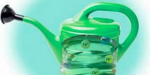 Osušeni listovi na sadnicama paradajza - šta učiniti